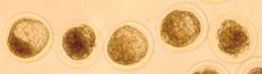 Embryos